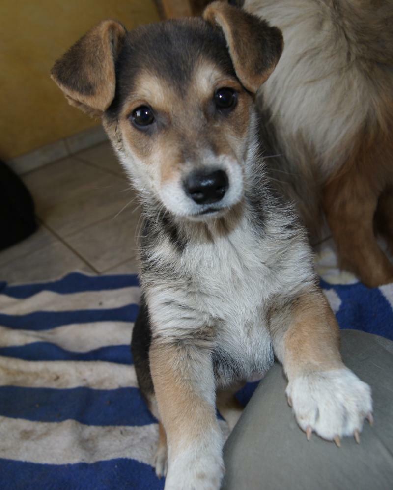 DackelBeagleMix Utz, (Welpe(n)) Zuhause gefunden Welpennothilfe