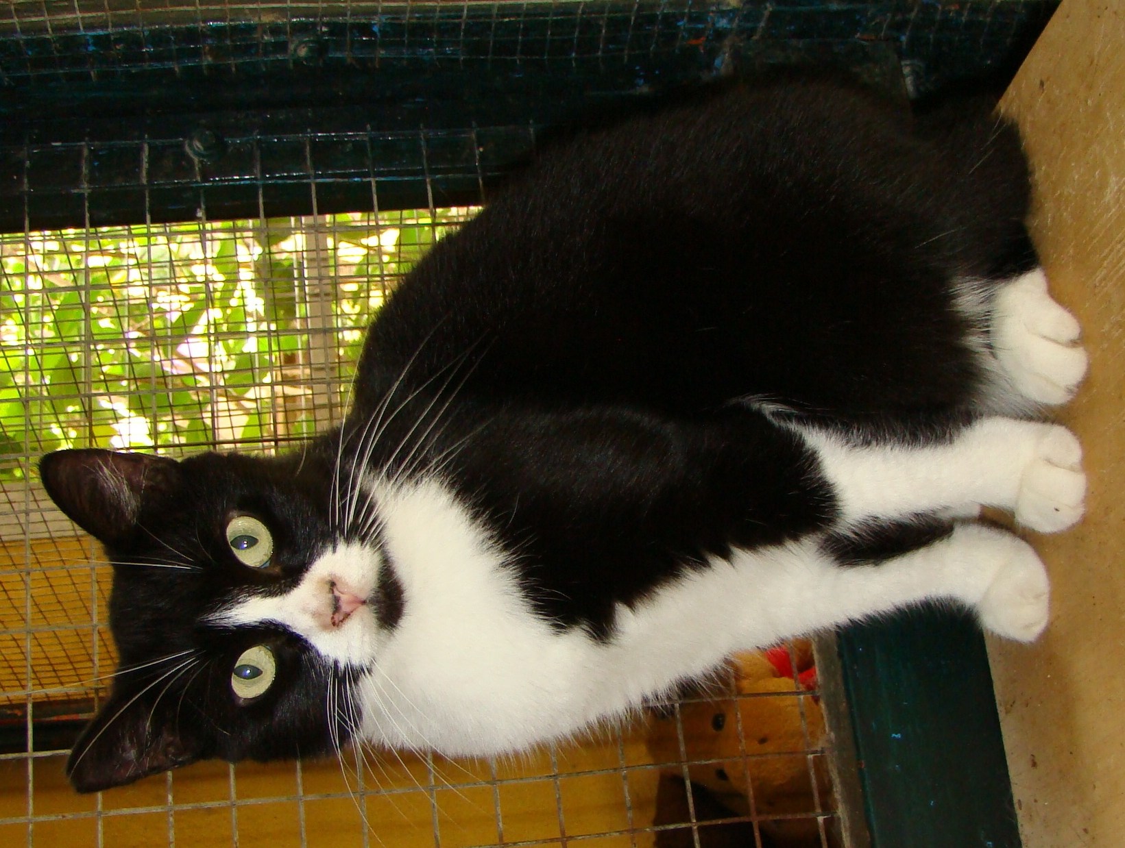 Katze, EKH (Notfall/männlich) Pancho sucht ein Zuhause