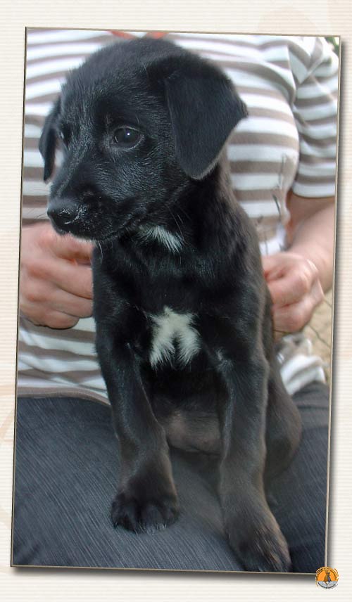 JackRusselPinscherMischling Danka (R.), (Welpe(n)) Zuhause