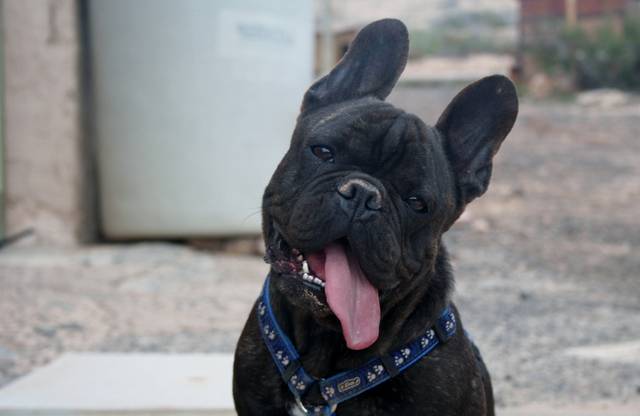 Alter Französische Bulldogge Französische Bulldogge Welpen (Hamburg