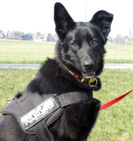 Leider neigt der deutsche schäferhund etwas zum haaren. Schwarzer Schäferhund Mix - MISAKA, (Hündin) - Zuhause ...