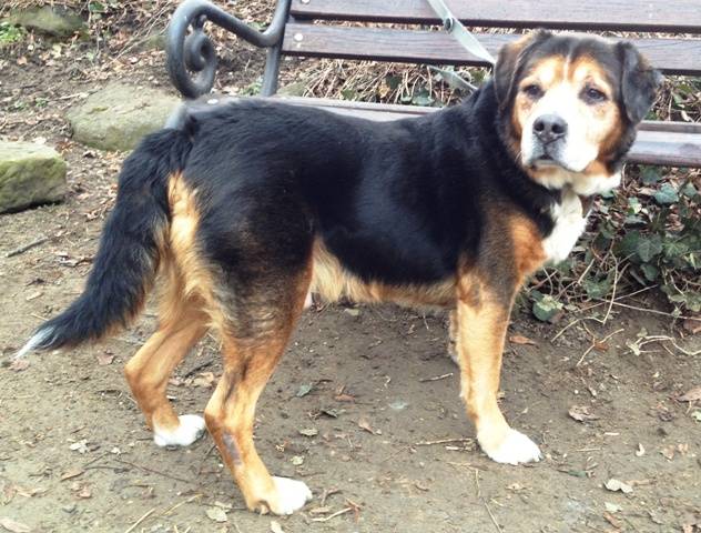 Beagle Schäferhund Mix MAX, (Rüde) Zuhause gefunden