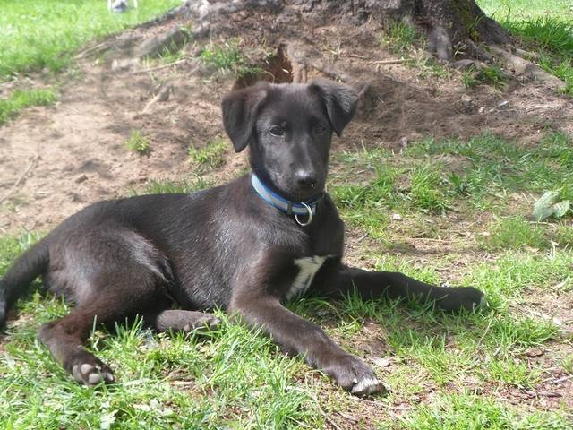 LabradorSchäferhundMischling BARAK, (Welpe(n)) Zuhause gefunden FranzvonAssisi