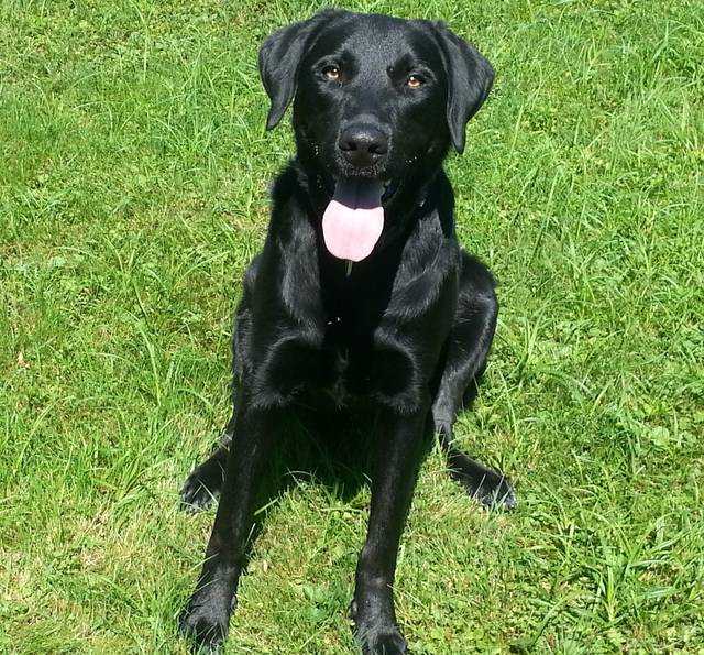 Labrador Retriever Berner Sennenhund Mischling BARNEY, (Rüde) Zuhause gefunden Tierhilfe