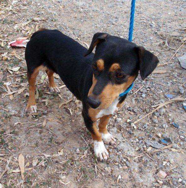 Happy End SANTANA, JackRussel/PinscherMix (Hündin) Zuhause