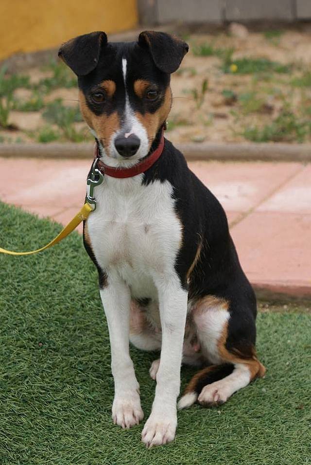 Happy End DEBBI, JackRussel/PinscherMischling (Hündin) Zuhause gefunden Tierbestandsbuch