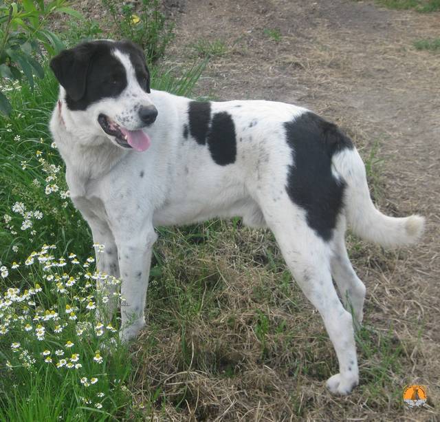 Mischling(Griechischer Hirtenhund?) (Rüde) Hani (AN) sucht ein