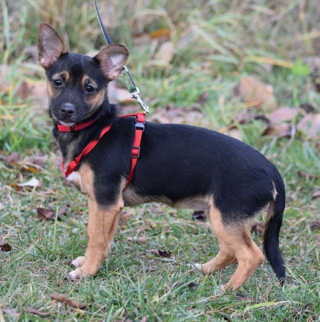 Hund, MIMI ZwergPinscher/ChihuahuaMix Juni 15 geboren sucht