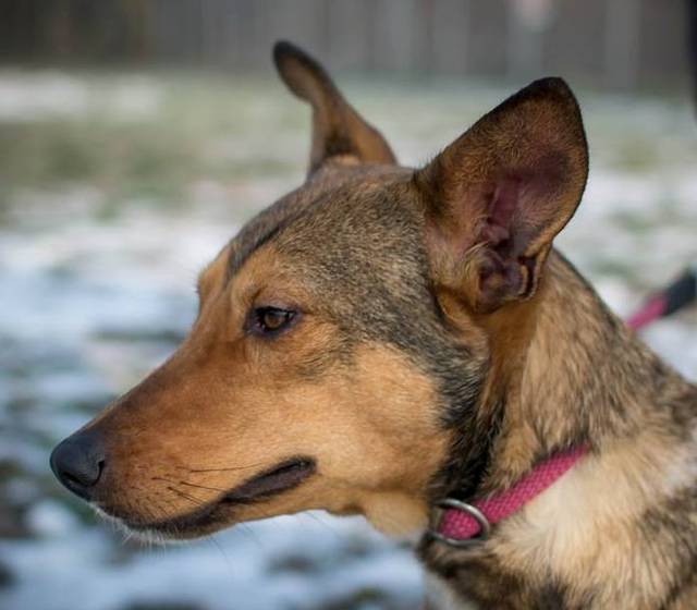 Hund, Hedi von kettenlos Mischling 06.2013 (geschätzt