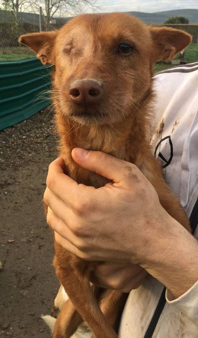 Podenco Mariquilla, (Hündin) Zuhause gefunden