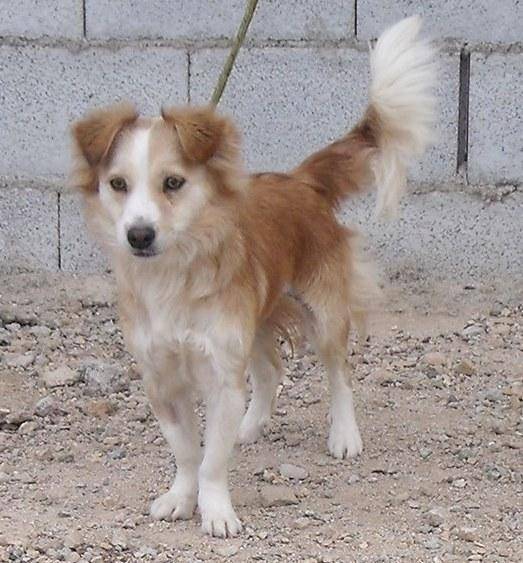 Mischling Yeina, (Hündin) Zuhause gefunden Viva la Hund e.V. Happy Ends Archiv von