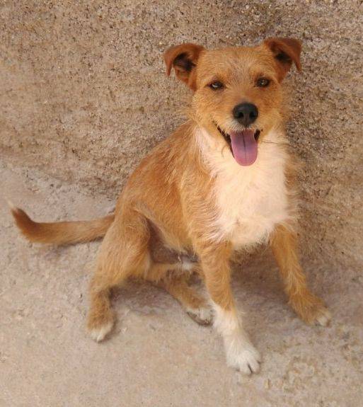 Mischling Gelatto, (Rüde) Zuhause gefunden Viva la Hund e.V. Happy Ends Archiv von