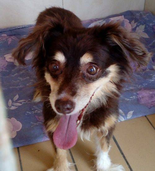 Mischling Clara, (Hündin) Zuhause gefunden Viva la Hund e.V. Happy Ends Archiv von