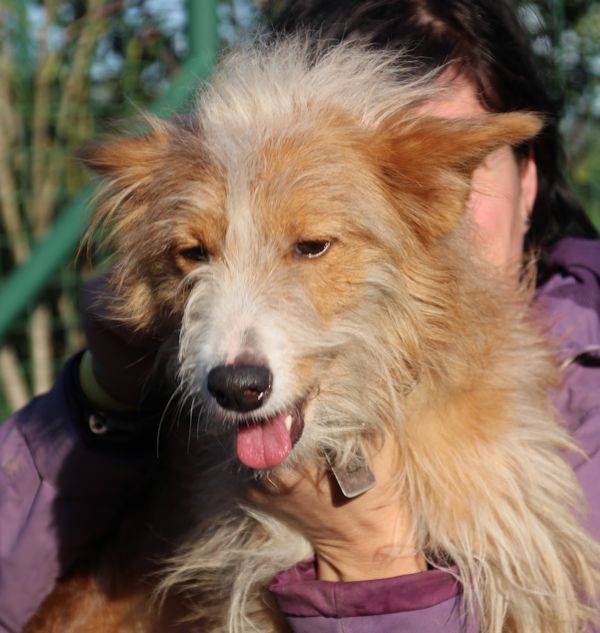 Mischling Tietzia, (Hündin) Zuhause gefunden Viva la Hund e.V. Happy Ends Archiv von