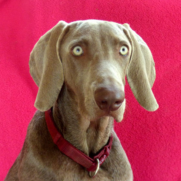 Lord, Weimaraner (Rüde) sucht ein Zuhause TINI Tiere In Not e