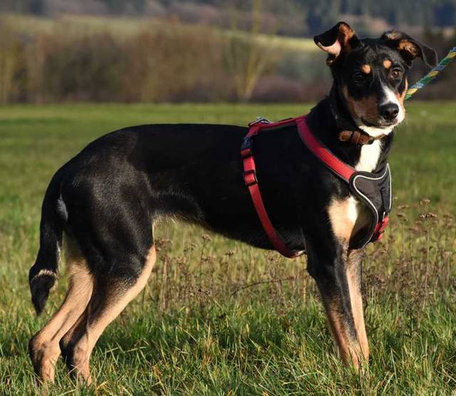 Rhodesian RidgebackBorder CollieMix AKIRA, (Welpe/Hündin) Zuhause