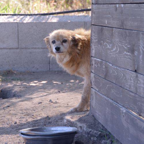 Hund, Lulu Mischling 01.10.2005 sucht neues Zuhause