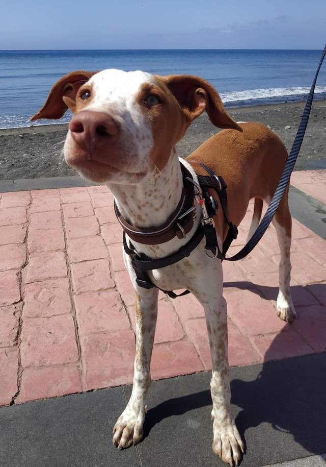 Miguel (MA), Podenco Canario (Welpe(n)) sucht ein Zuhause Tierhilfe