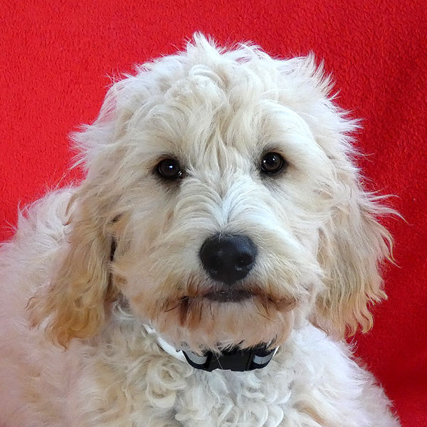 Scotty, PudelWasserhund Mischling (Rüde) sucht ein