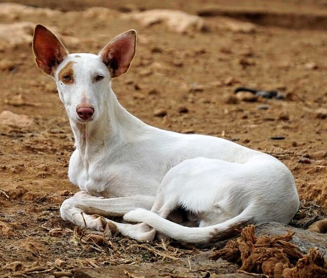 MANOLITO (Podenco Ibicenco 7 Monate) von Hunde aus Mallorca e.V. sucht