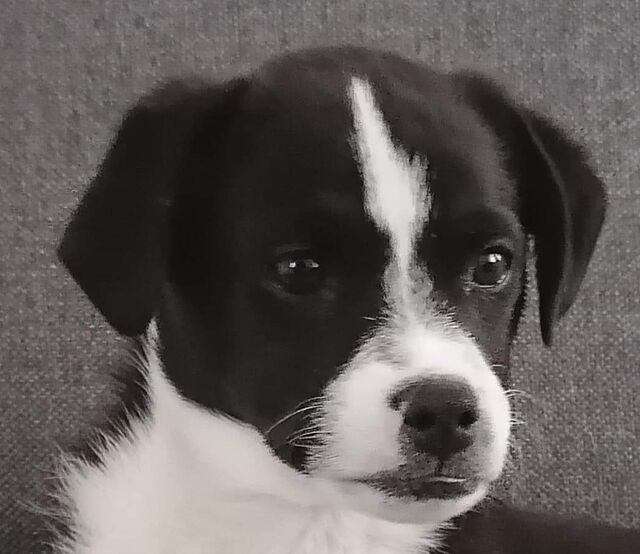 KESSY, Mischling (Welpe/Hündin) aus 24539 Neumünster