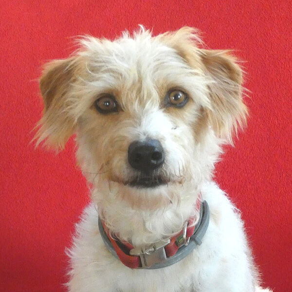 Hund, Maya KromfohrländerGriffon Mischling ca. 4 Jahre sucht neues Zuhause