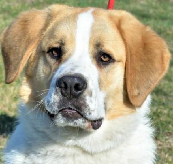 Hund, Clifford BernhardinerMischling ? geb. ca. 07/2020