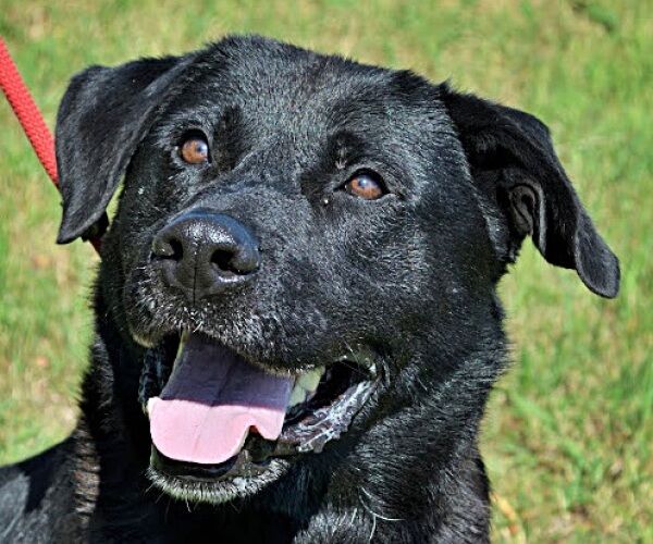 Dalton, Labrador Retriever (Mischling?) (Rüde) sucht ein