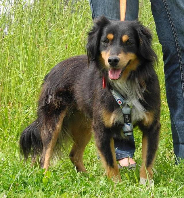 Happy End RAMON, MiniBorderCollieMischling (Rüde) Zuhause gefunden