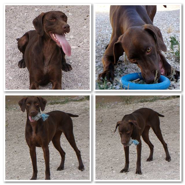 Jagdhund (Mix?) evtl. Deutsch Kurzhaar Tosca, (Hündin