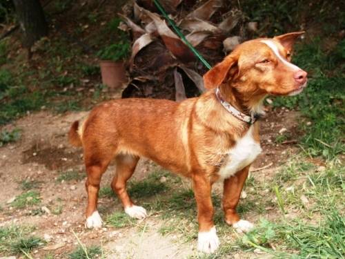 Podenco Mix Petsie, (Hündin) Zuhause gefunden Helfende
