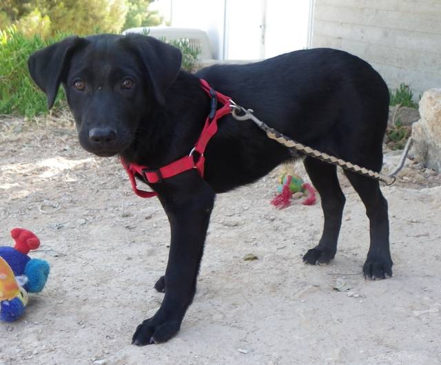 Happy End Churchill, LabradorSchäferhundMischling (Welpe(n