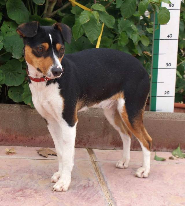 Happy End DEBBI, JackRussel/PinscherMischling (Hündin) Zuhause