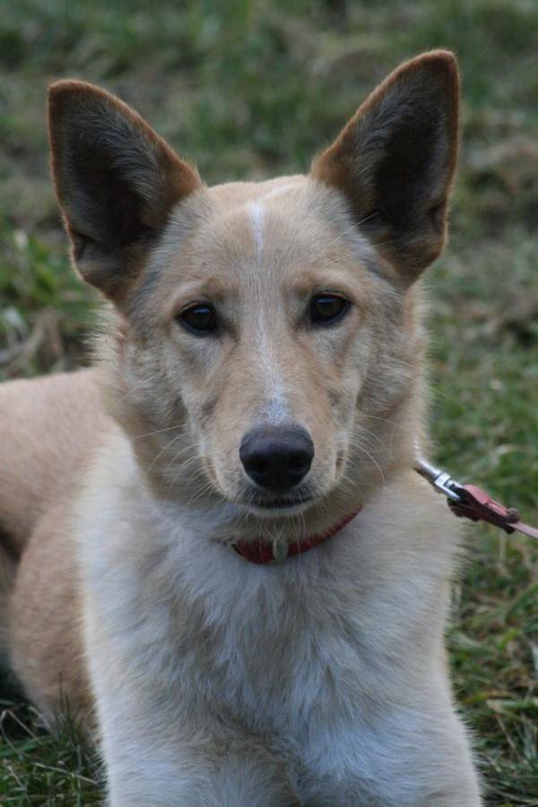 owalo design Hund Mischling Kurzhaar