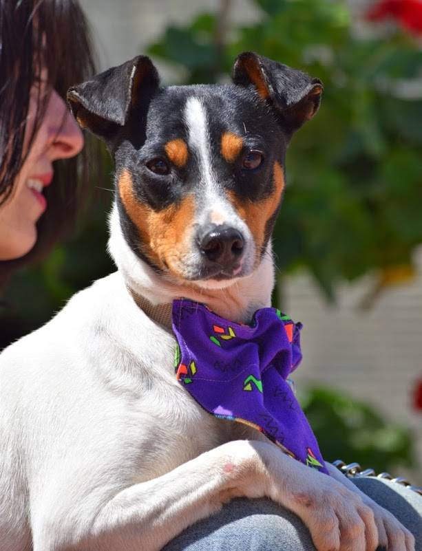 Hund, DARLING Spanischer JackRussel (BodegueroAndaluz) ca. Oktober 2012 geboren sucht