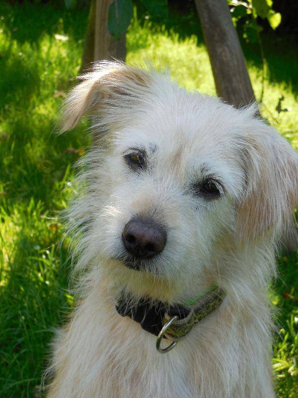 Mischling Angelica, (Hündin) Zuhause gefunden Viva la Hund e.V. Happy Ends Archiv von