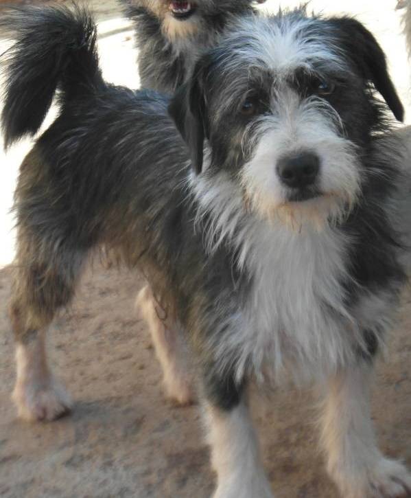 Tibet Terrier Havaneser Mischling Toby, (Rüde) Zuhause gefunden