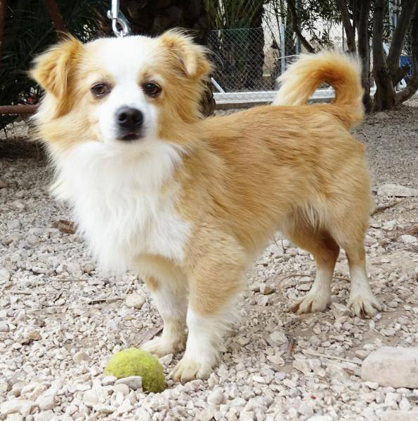 Mischling (Rüde) Juno sucht ein Zuhause Viva la Hund e.V. Natalie Plagemann aus 59457 Werl