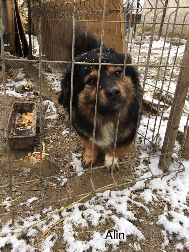 owalo design Korbchen Fur Kleine Hunde