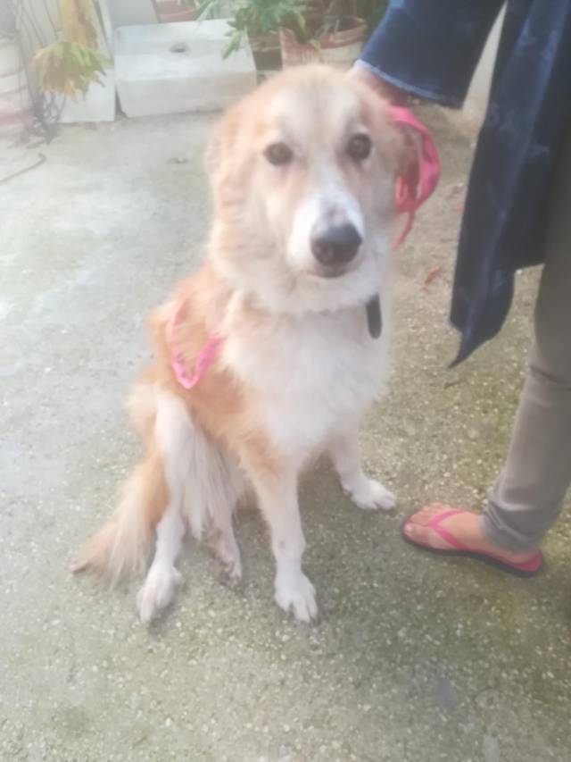 Paula, Mischling (Notfall/Hündin) sucht ein Zuhause Patras Hunde e.V. ZERGportal AnzeigenNr