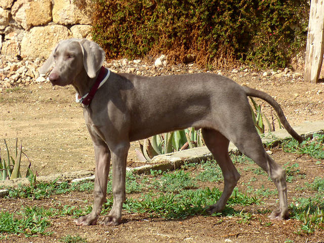 Lord, Weimaraner (Rüde) sucht ein Zuhause TINI Tiere In Not e