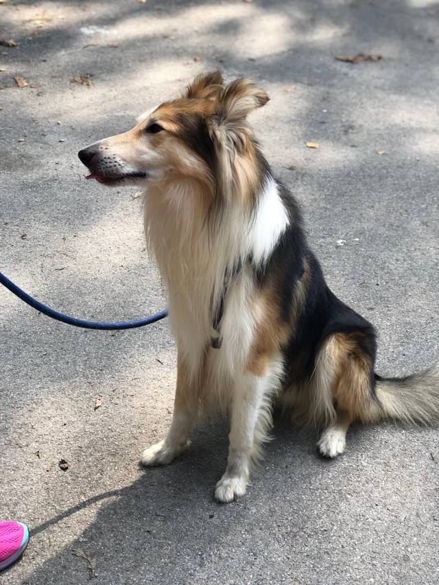 Danko, Collie (Rüde) aus 28... Deutschland (D) sucht ein Zuhause