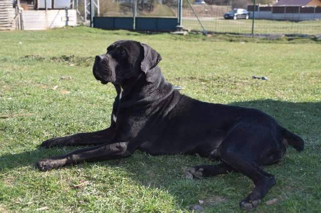 23+ Cane Corso And Neapolitan Mastiff Mix Puppies l2sanpiero