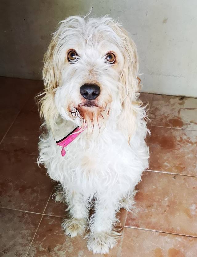 Shiva, Mischling (Hündin) aus 01... Deutschland (D) sucht ein Zuhause