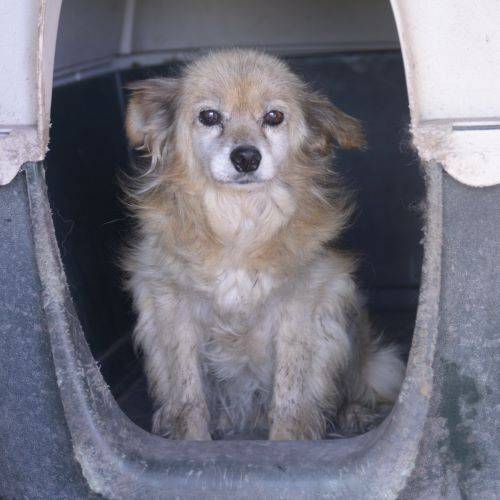 Hund, Lulu Mischling 01.10.2005 sucht neues Zuhause