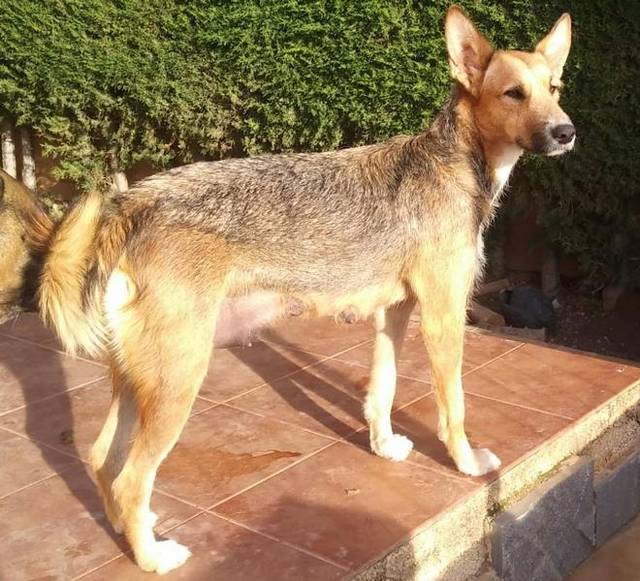 Mischling Lili, (Hündin) Zuhause gefunden Viva la Hund e.V. Happy Ends Archiv von