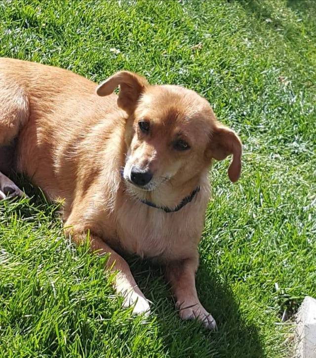LAIKA, Mischling (Hündin) aus 06895 ZahnaElster (SachsenAnhalt) (D