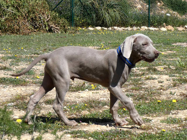 Silver, Weimaraner (Rüde) sucht ein Zuhause TINI Tiere In Not