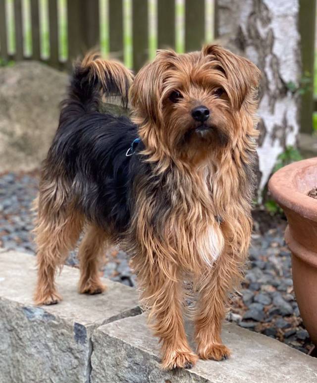 TILLI, YorkshireTerrierMischling (Rüde) aus 83126 Lkr. Rosenheim