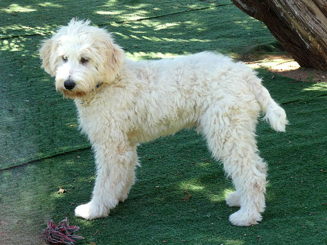 Valentin, PudelWasserhund Mischling (Rüde) sucht ein